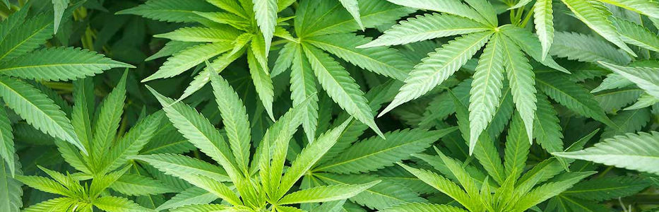 Medical cannabis is booming but calls for reform of telehealth ‘drugs racket’