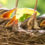 ‘Birdnesting’ alternates parenting at family home during separation