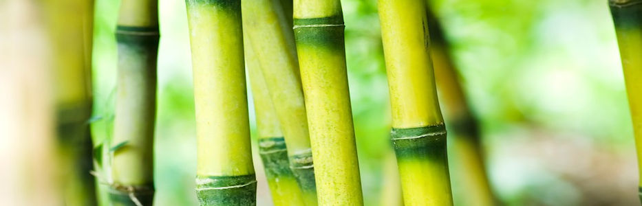 Tropical oasis offers sanctuary from the troubles of ageing